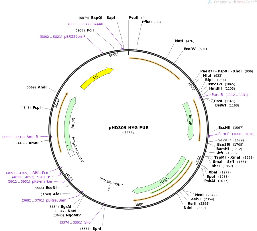 pHD309-HYG-PURͼƬ