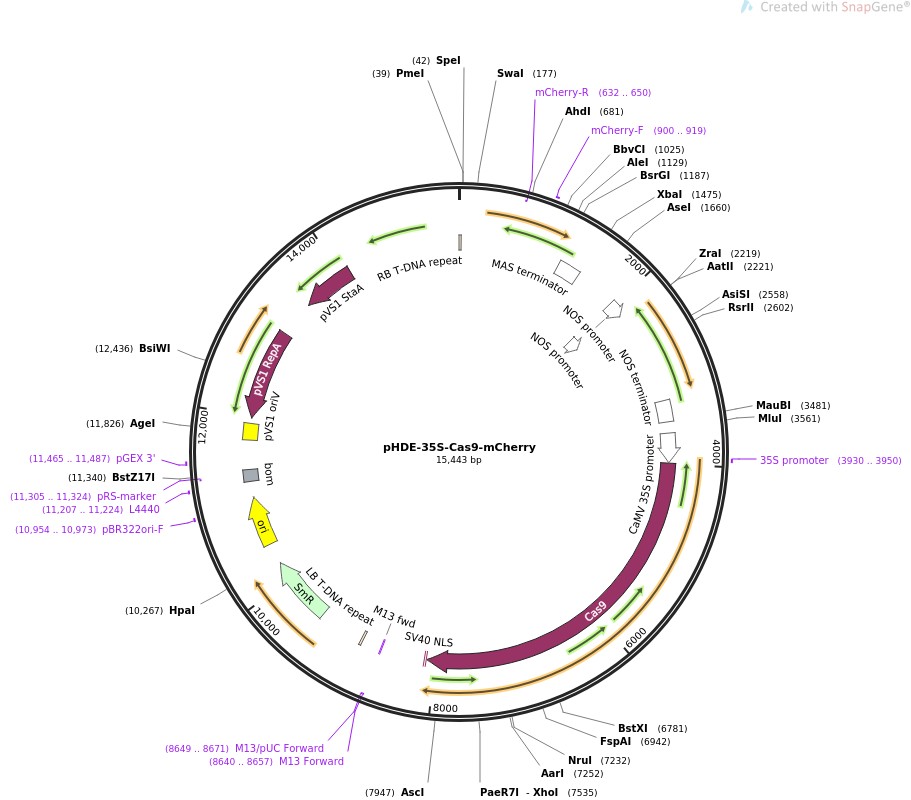 pHDE-35S-Cas9-mCherryͼƬ