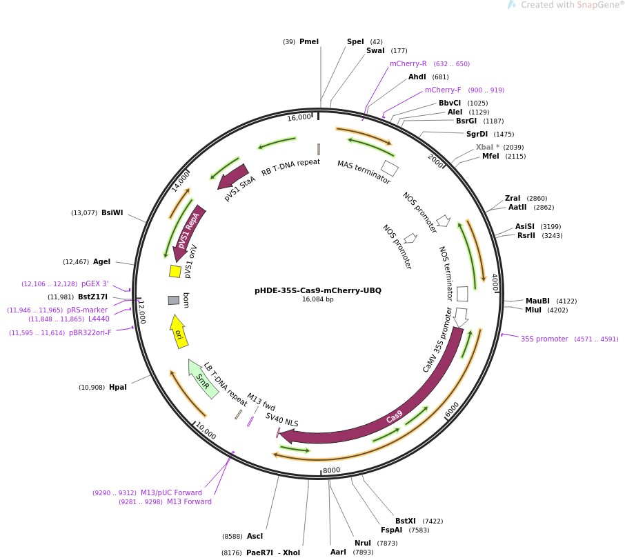 pHDE-35S-Cas9-mCherry-UBQͼƬ