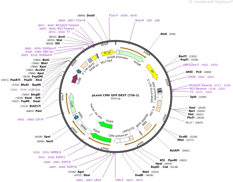 pLenti CMV GFP DEST (736-1)ͼƬ