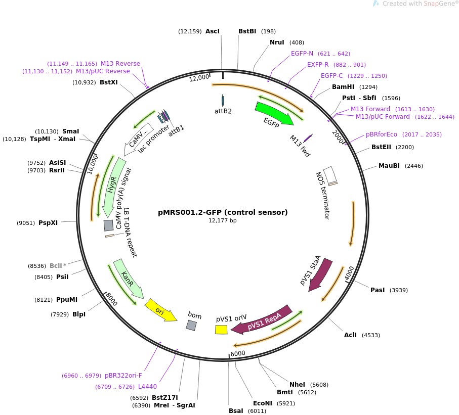 pMRS001.2-GFP (control sensor)ͼƬ