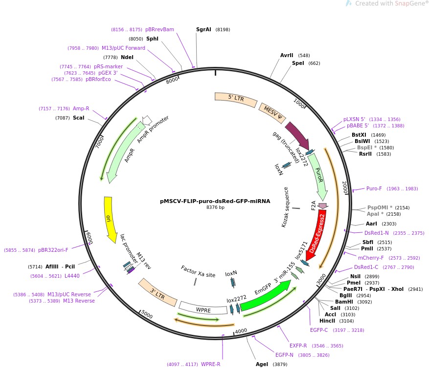 pMSCV-FLIP-puro-dsRed-GFP-miRNAͼƬ