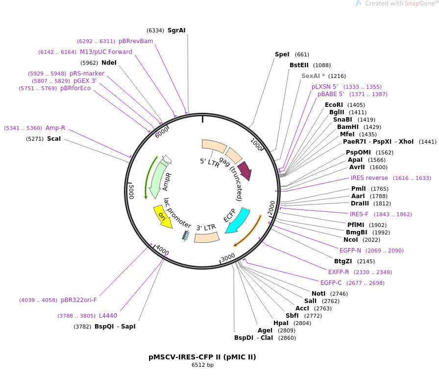 pMSCV-IRES-CFP II (pMIC II)ͼƬ