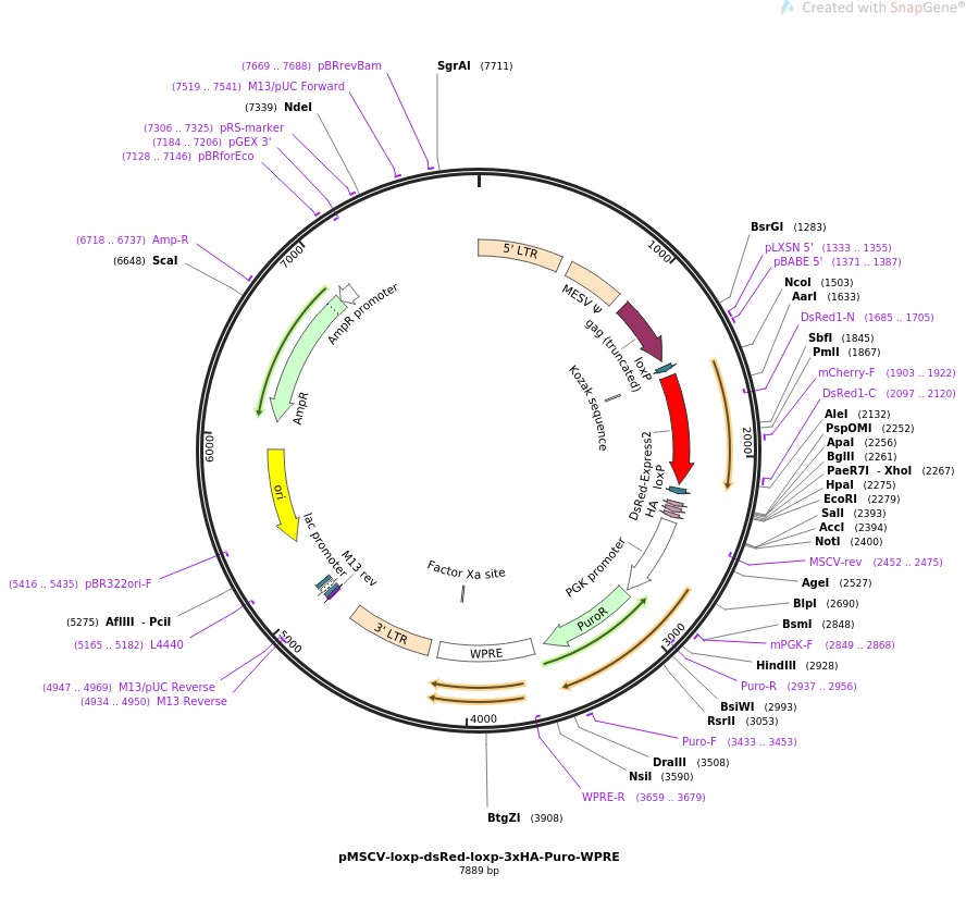 pMSCV-loxp-dsRed-loxp-3xHA-Puro-WPREͼƬ