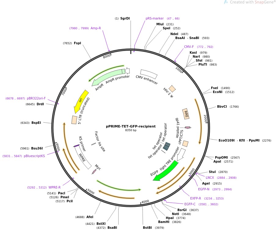 pPRIME-TET-GFP-recipientͼƬ