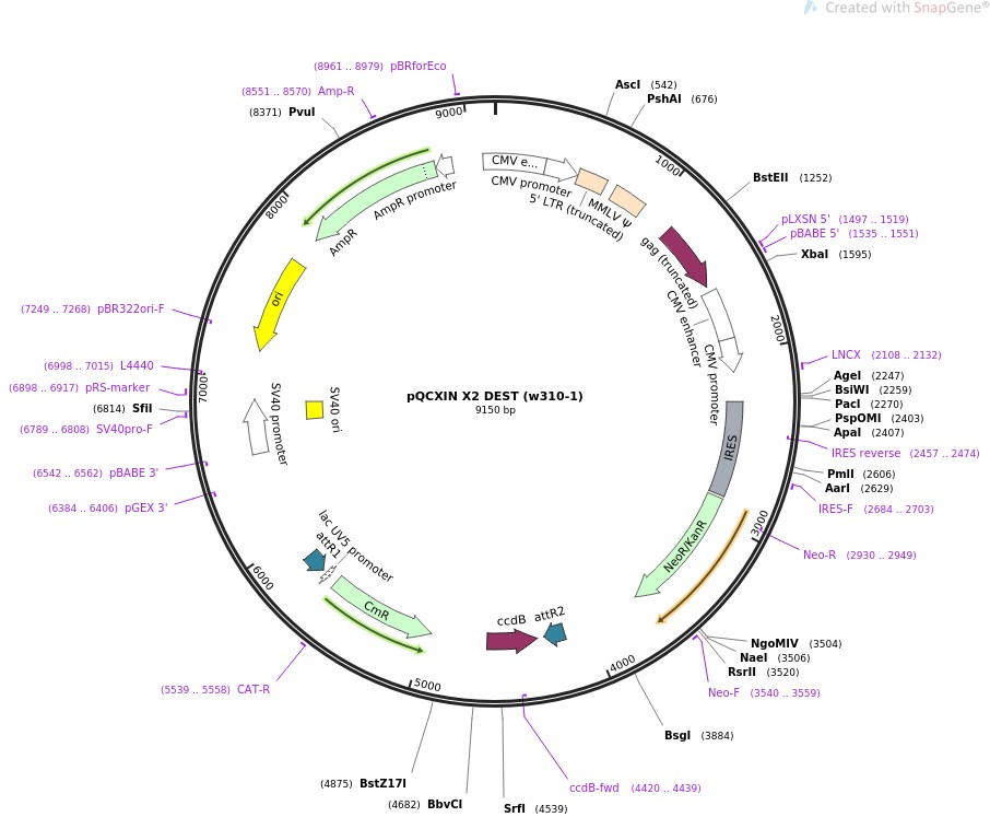 pQCXIN X2 DEST (w310-1)ͼƬ