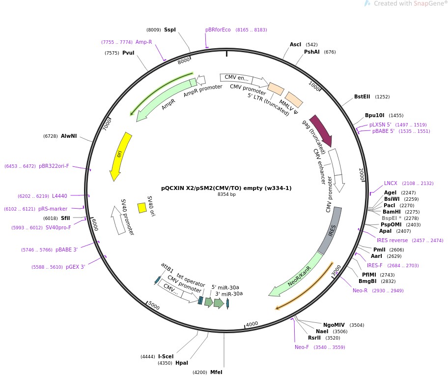 pQCXIN X2/pSM2(CMV/TO) empty (w334-1)ͼƬ