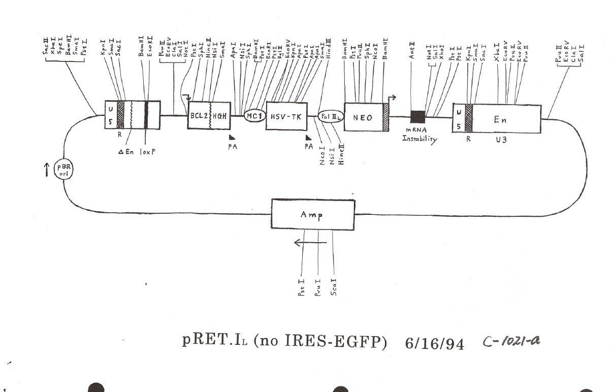 pRET.IL (No IRES-EGFP)ͼƬ