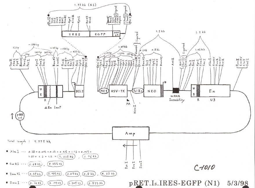 pRET.IS.IRES-EGFP N1ͼƬ