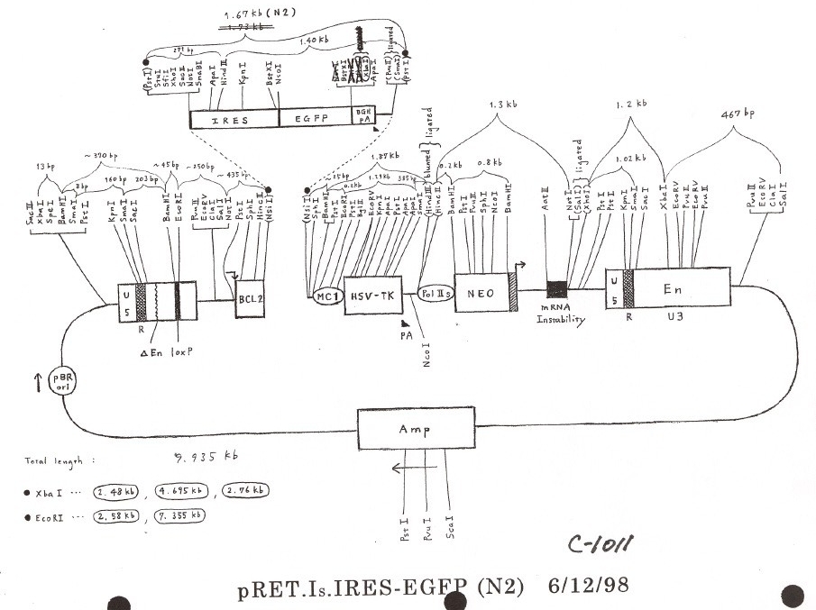 pRET.IS.IRES-EGFP N2ͼƬ