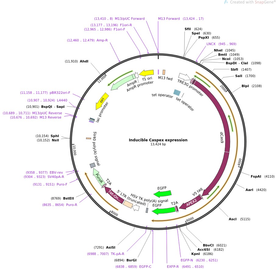 Inducible Caspex expressionͼƬ