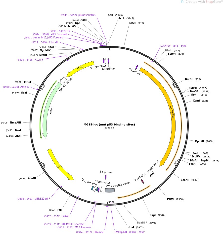 MG15-luc (mut p53 binding sites)ͼƬ