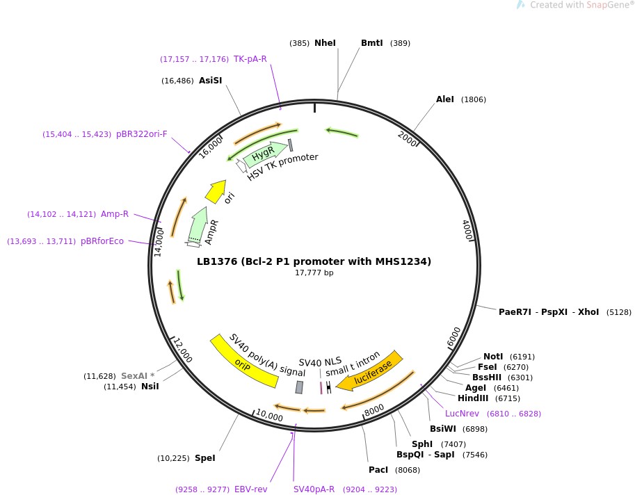 LB1376 (Bcl-2 P1 promoter with MHS1234)ͼƬ