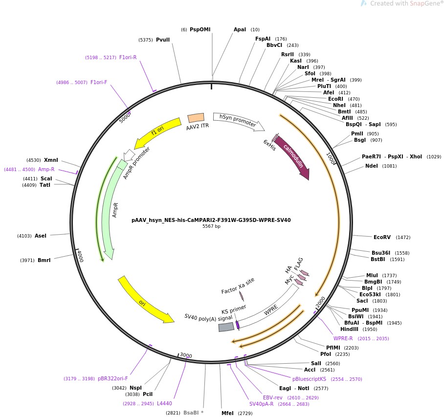 pAAV-hsyn-NES-his-CaMPARI2-F391W-G395D-WPRE-SV40ͼƬ