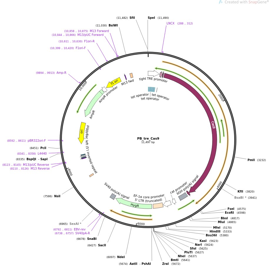 PB-tre-Cas9ͼƬ