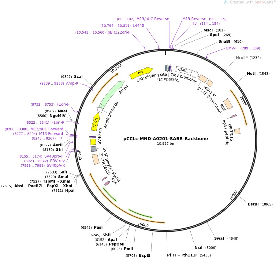 pCCLc-MND-A0201-SABR-BackboneͼƬ