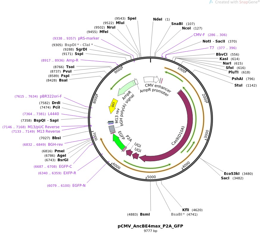 pCMV-AncBE4max-P2A-GFPͼƬ