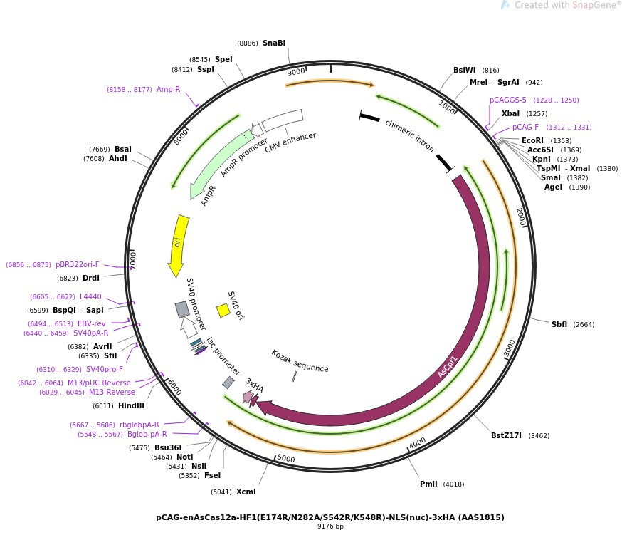 pCAG-enAsCas12a-HF1(E174R/N282A/S542R/K548R)-NLS(nuc)-3xHA (AAS1815)ͼƬ