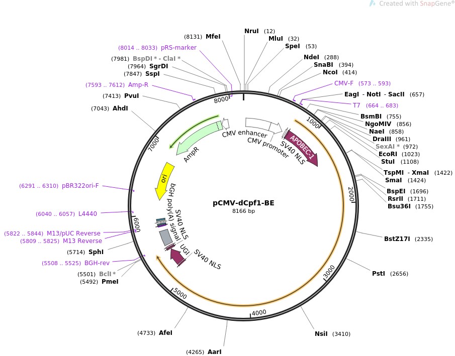 pCMV-dCpf1-BEͼƬ