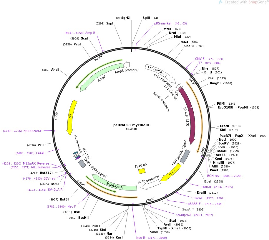 pcDNA3.1 mycBioIDͼƬ