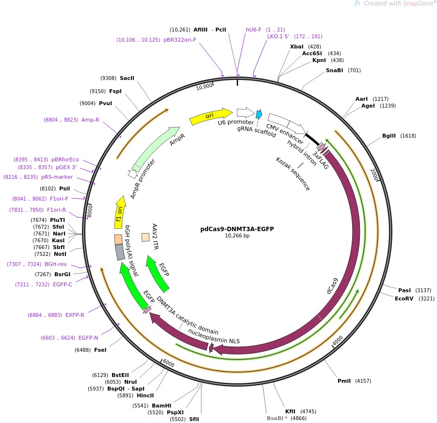 pdCas9-DNMT3A-EGFPͼƬ