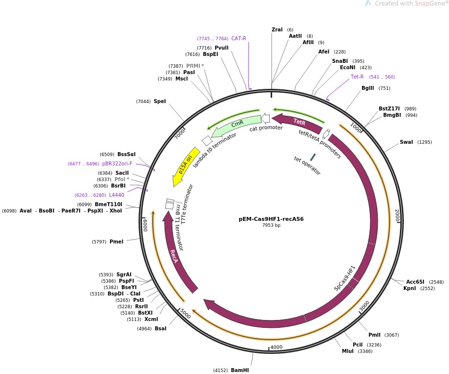 pEM-Cas9HF1-recA56ͼƬ