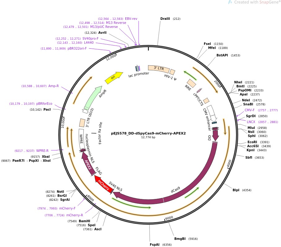 pEJS578-DD-dSpyCas9-mCherry-APEX2ͼƬ