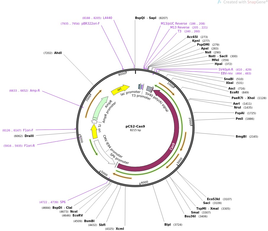 pCS2-Cas9ͼƬ