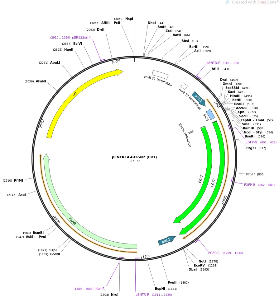 pENTR1A-GFP-N2 (FR1)ͼƬ