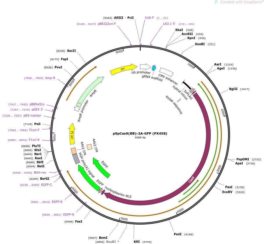 pSpCas9(BB)-2A-GFP (PX458)ͼƬ