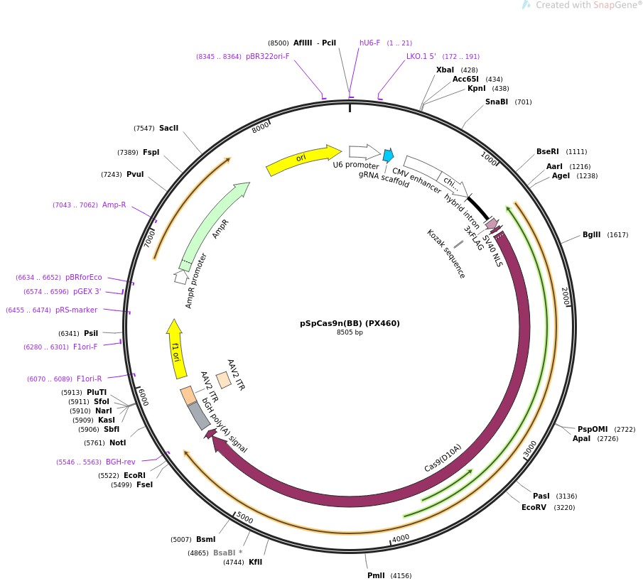 pSpCas9n(BB) (PX460)ͼƬ