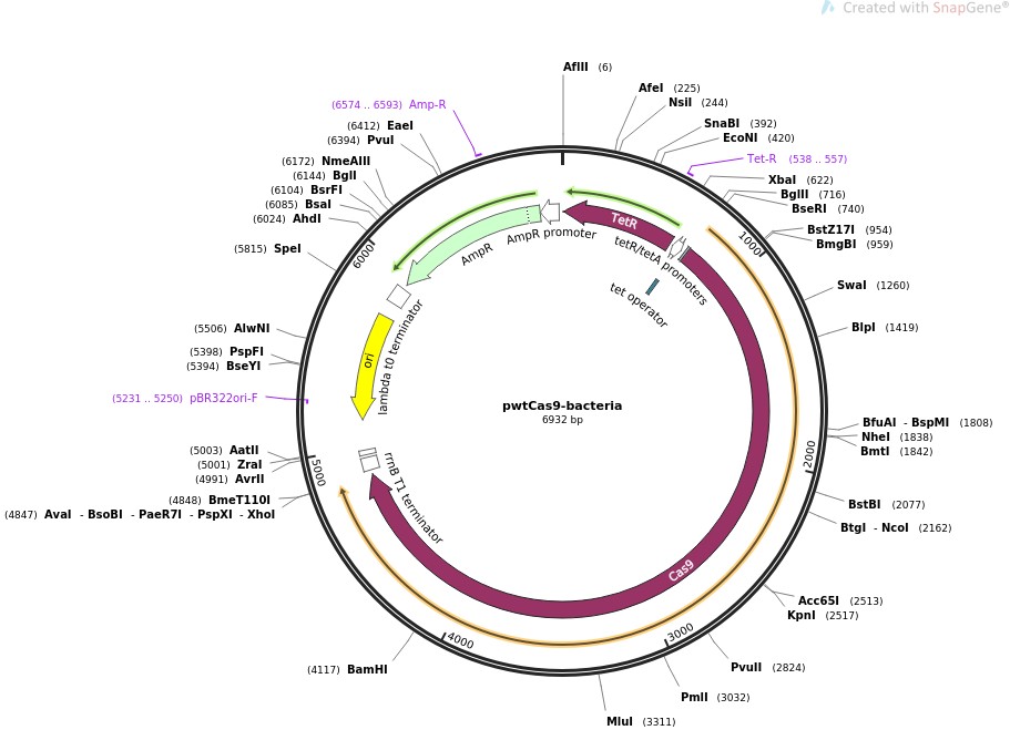 pwtCas9-bacteriaͼƬ