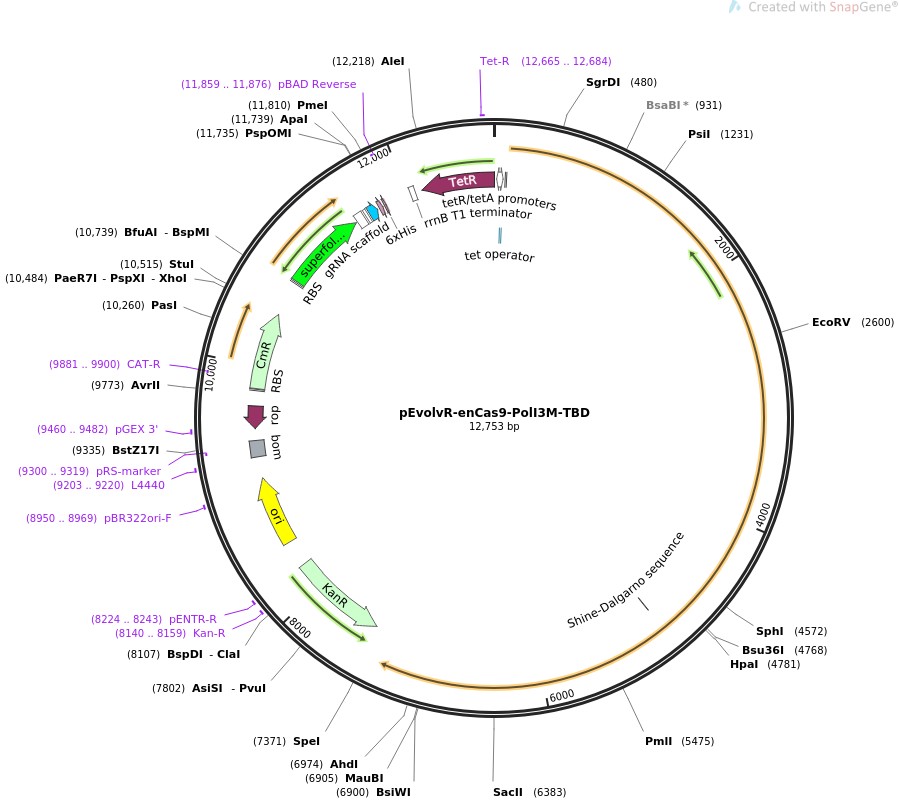 pEvolvR-enCas9-PolI3M-TBDͼƬ