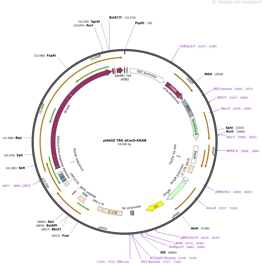 pHAGE TRE dCas9-KRABͼƬ