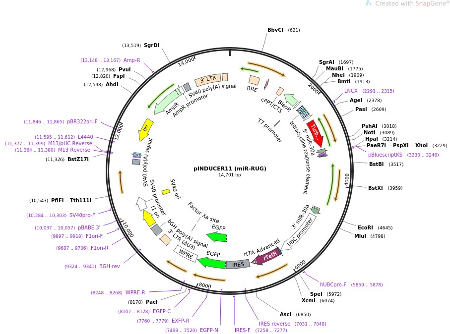 pINDUCER11 (miR-RUG)ͼƬ