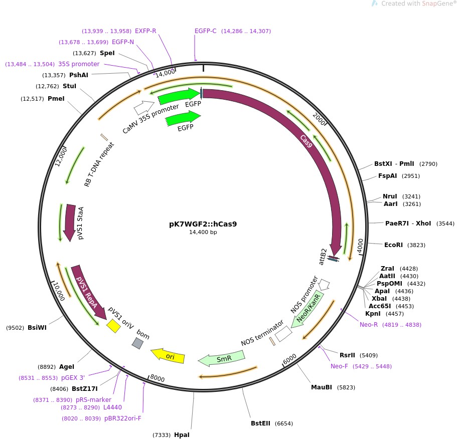 pK7WGF2::hCas9ͼƬ