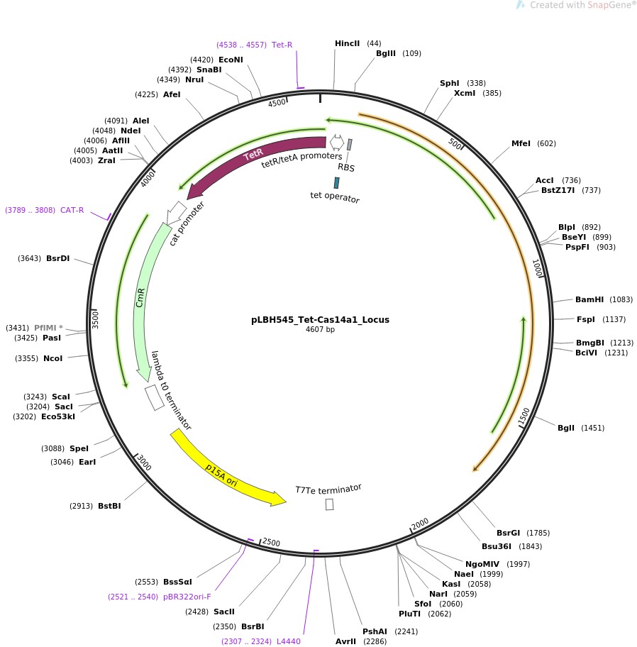 pLBH545-Tet-Cas14a1-LocusͼƬ