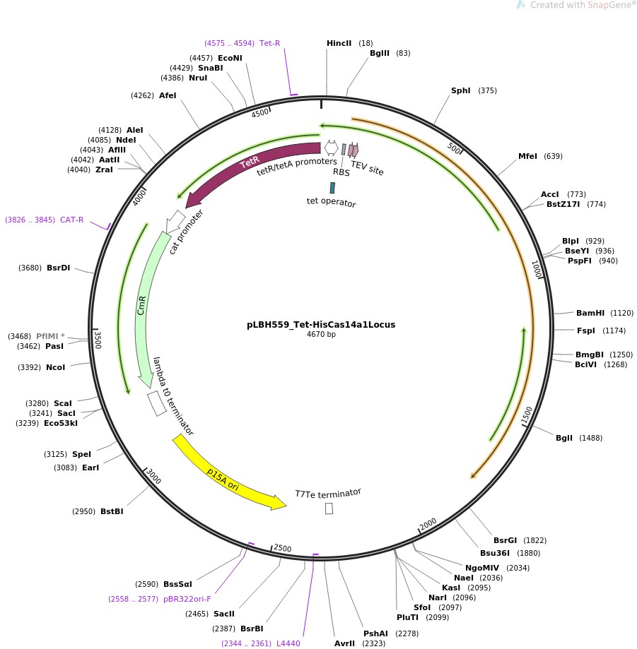 pLBH559-Tet-HisCas14a1LocusͼƬ