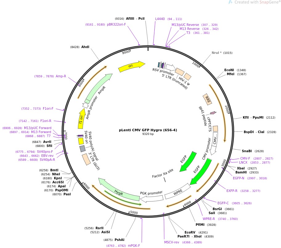 pLenti CMV GFP Hygro (656-4)ͼƬ