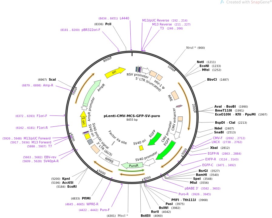 pLenti-CMV-MCS-GFP-SV-puroͼƬ