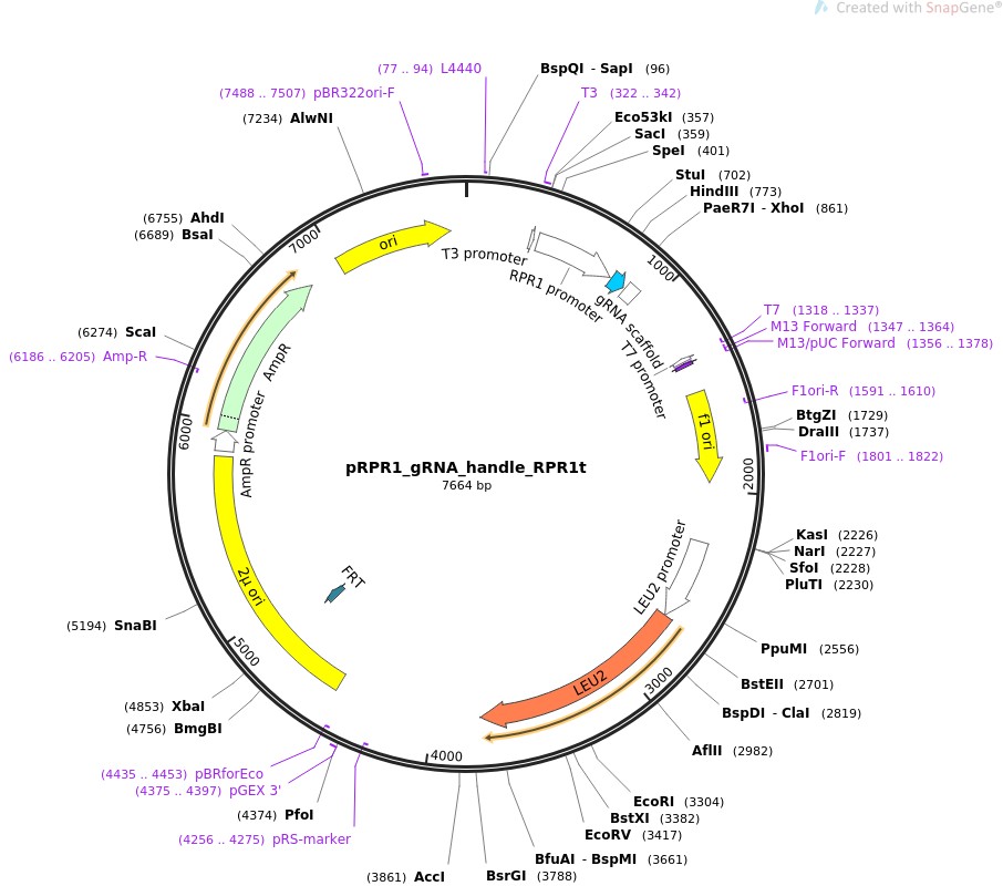 pRPR1-gRNA-handle-RPR1tͼƬ