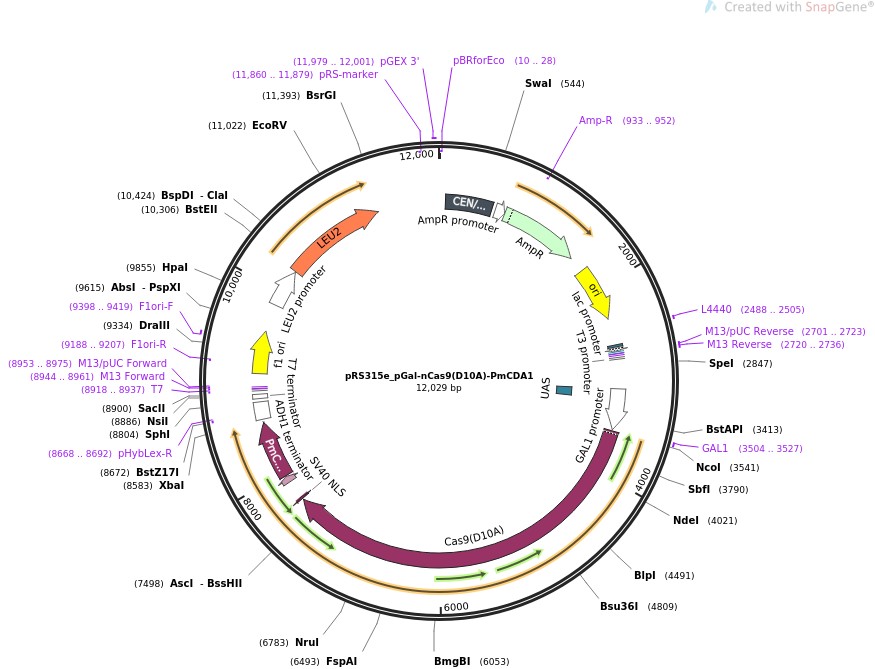 pRS315e-pGal-nCas9(D10A)-PmCDA1ͼƬ