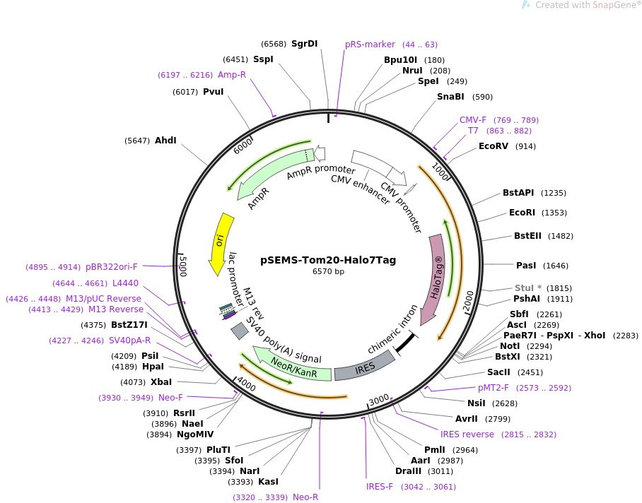 pSEMS-Tom20-Halo7TagͼƬ