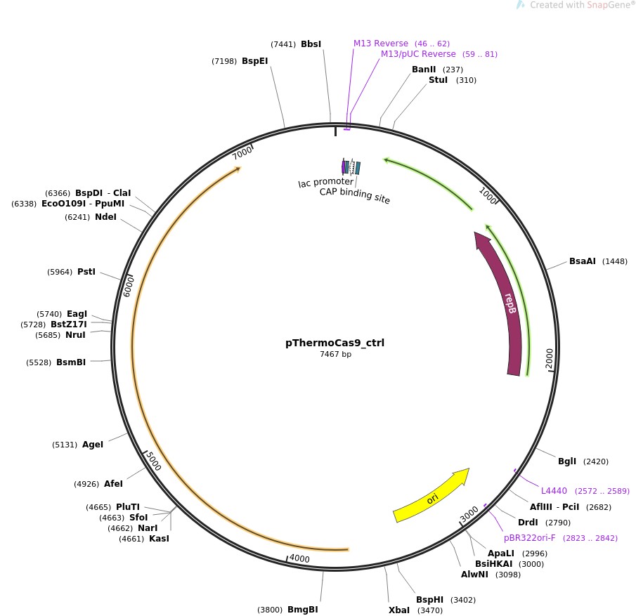 pThermoCas9-ctrlͼƬ