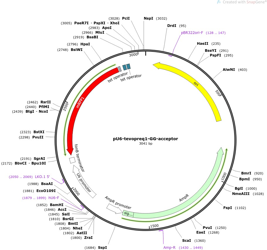 pU6-tevopreq1-GG-acceptorͼƬ