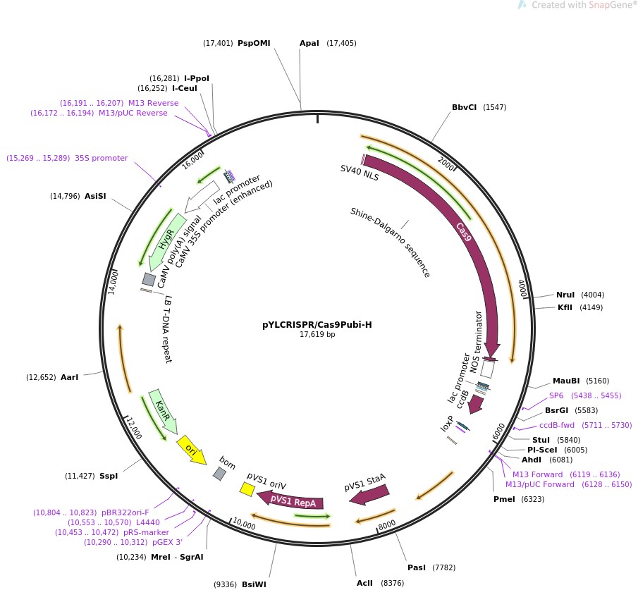 pYLCRISPR/Cas9Pubi-HͼƬ