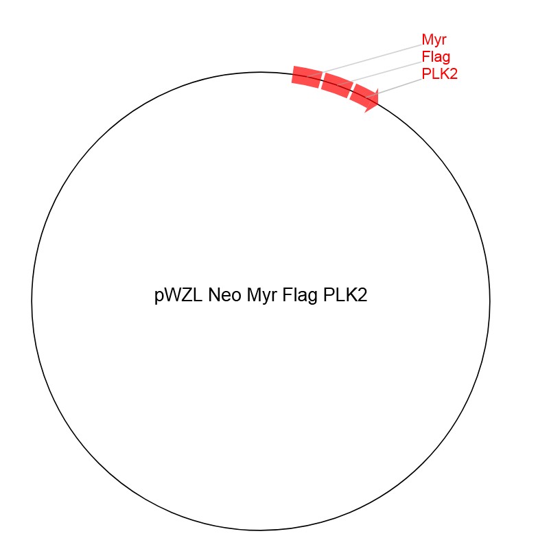 pWZL Neo Myr Flag PLK2ͼƬ