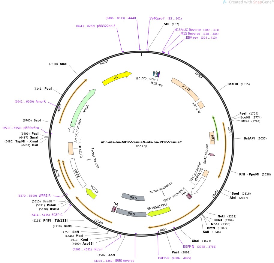 ubc-nls-ha-MCP-VenusN-nls-ha-PCP-VenusCͼƬ