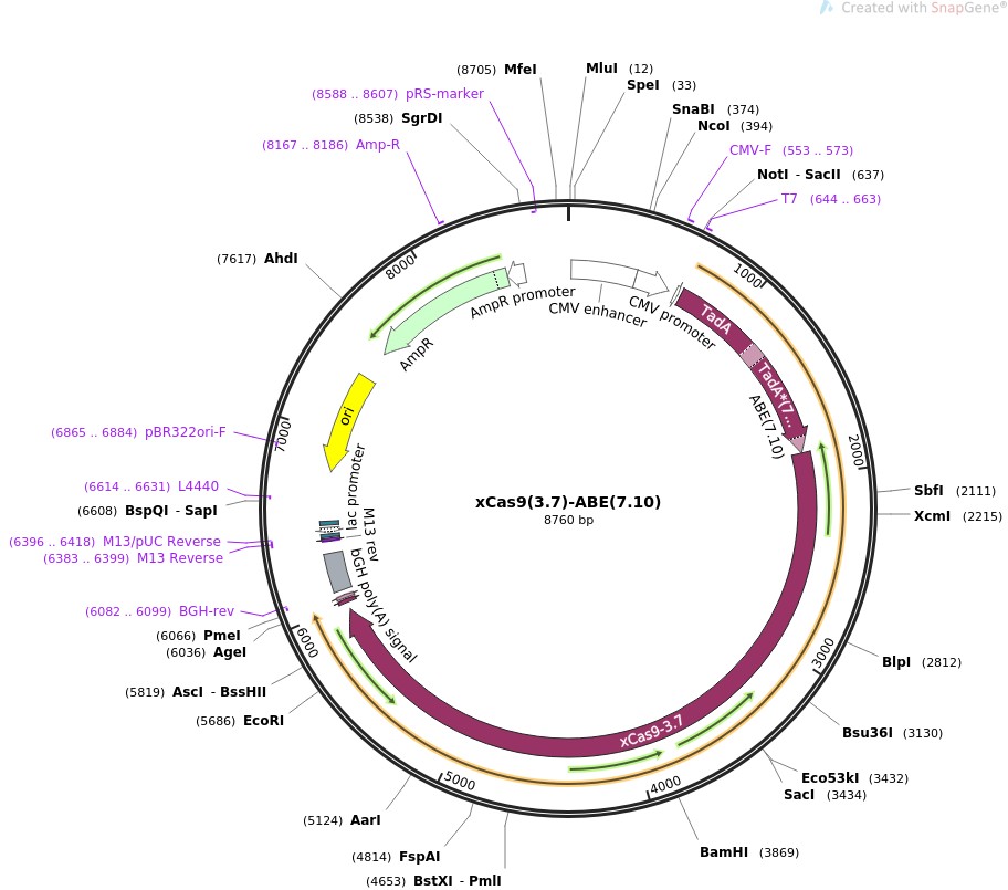 xCas9(3.7)-ABE(7.10)ͼƬ