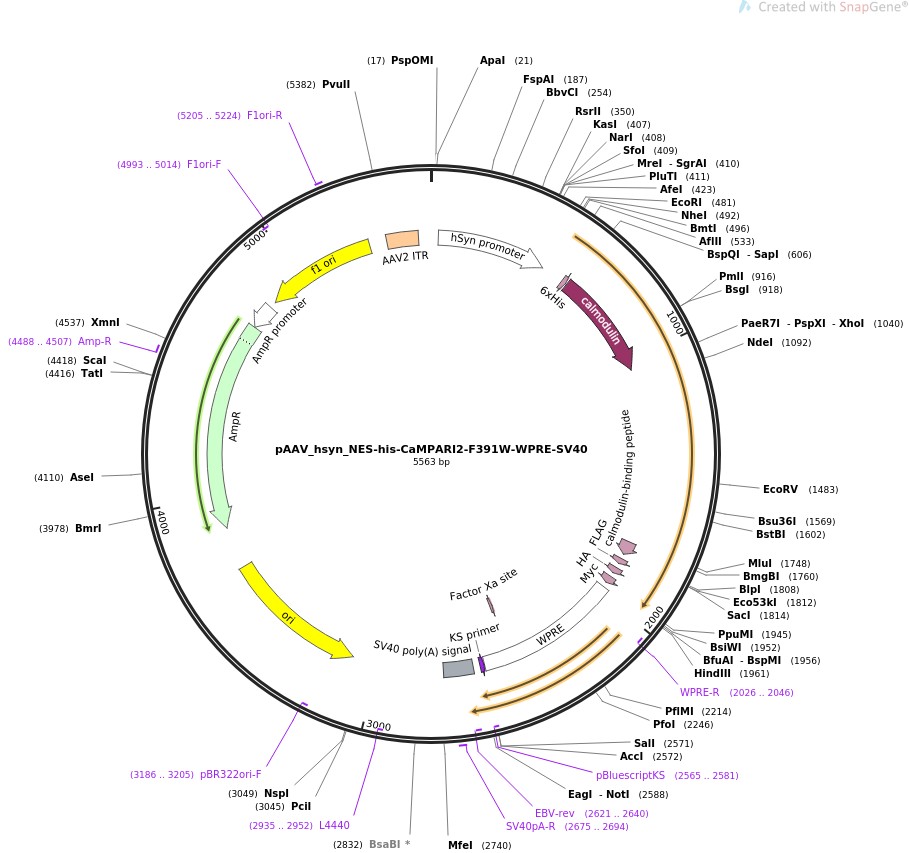 pAAV-hsyn-NES-his-CaMPARI2-F391W-WPRE-SV40ͼƬ